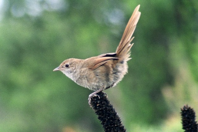 Pretty Eastern bristlebird