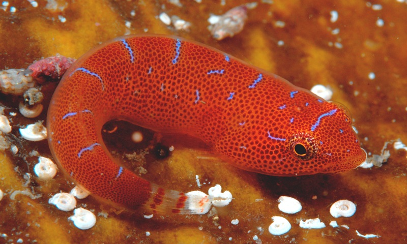 Pretty Eastern cleaner-clingfish