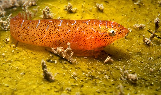 Pretty Eastern cleaner-clingfish