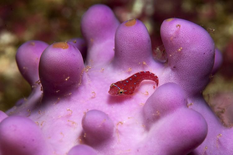 Pretty Eastern cleaner-clingfish