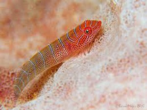 Pretty Eastern cleaner-clingfish