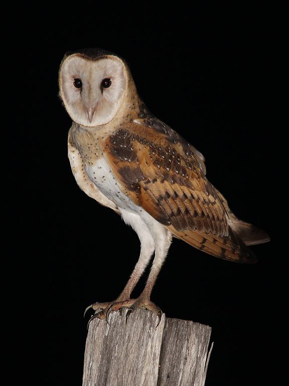 Eastern grass owl