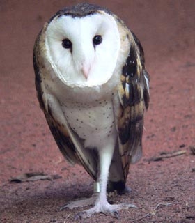 Pretty Eastern grass owl