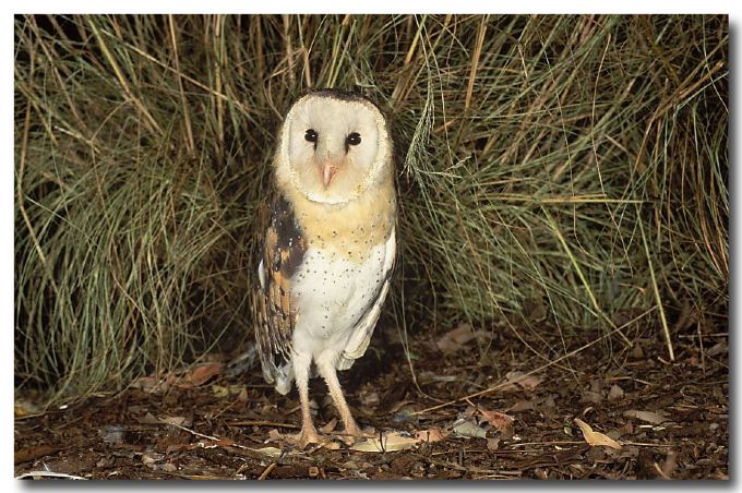 Pretty Eastern grass owl