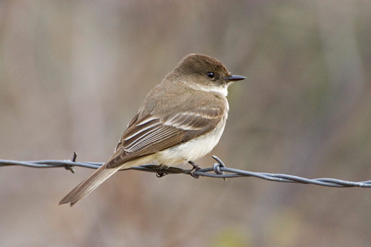 Eastern phoebe