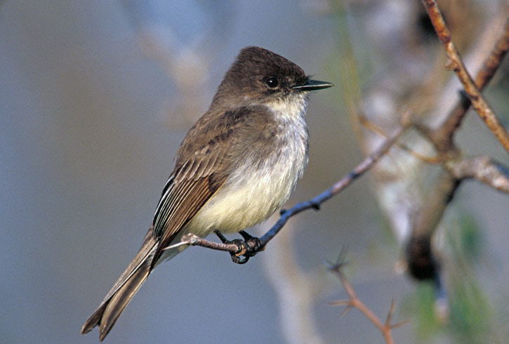 Pretty Eastern phoebe