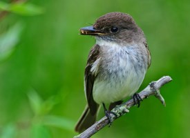 Pretty Eastern phoebe