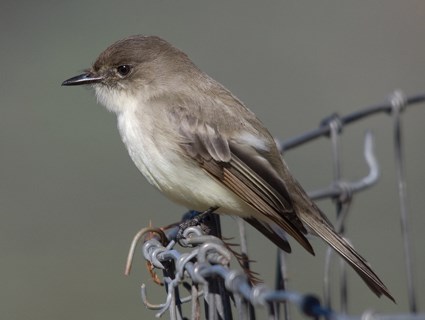 Pretty Eastern phoebe