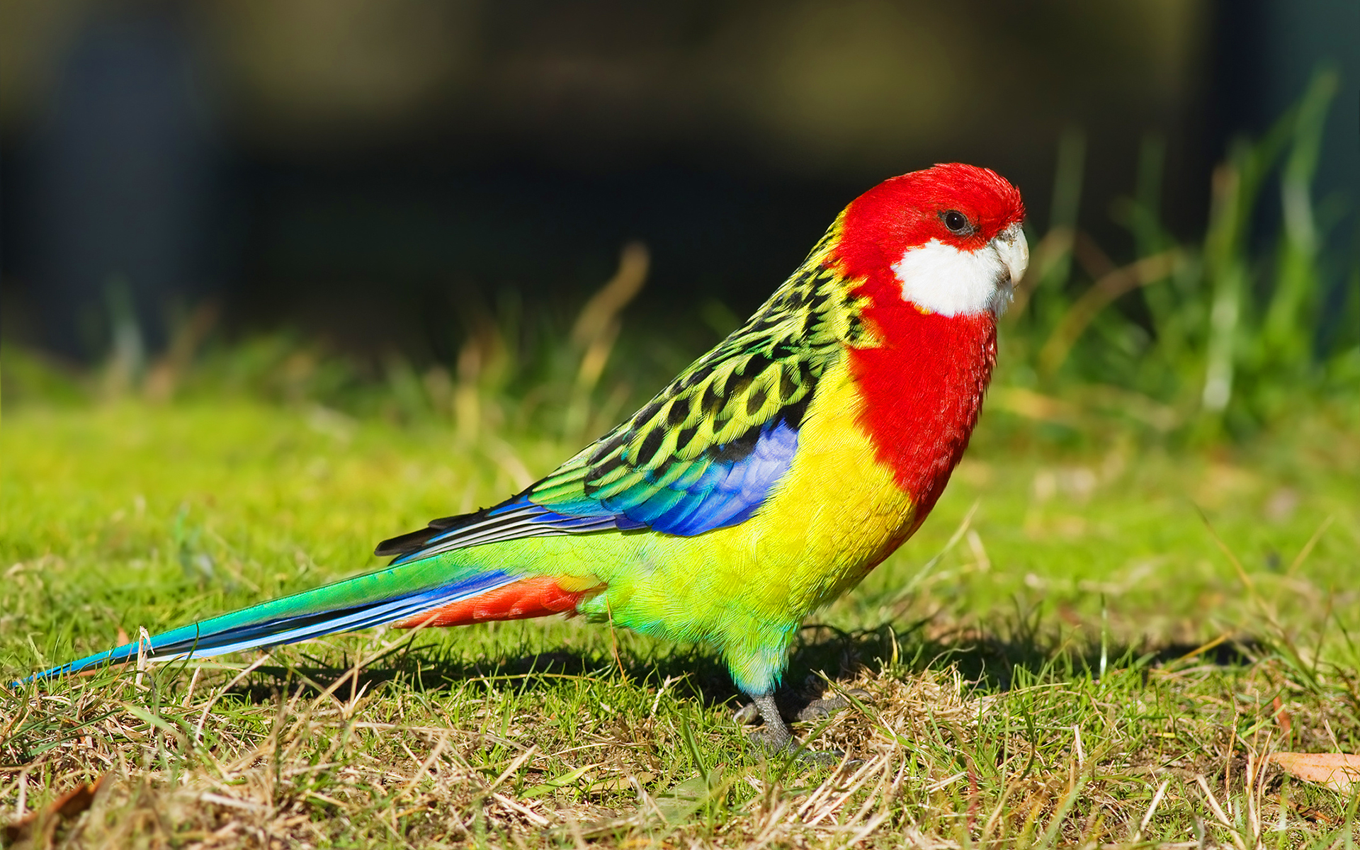 Eastern rosella