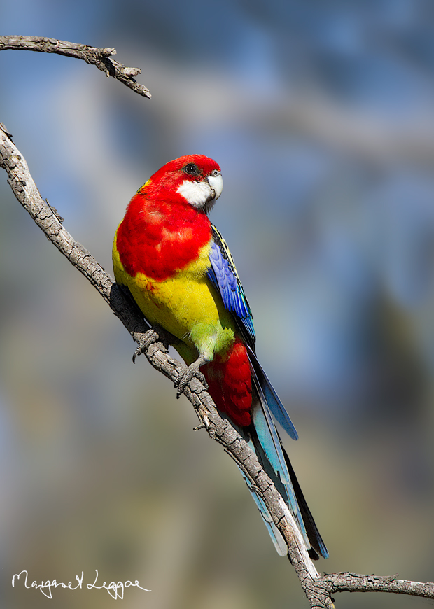 Pretty Eastern rosella