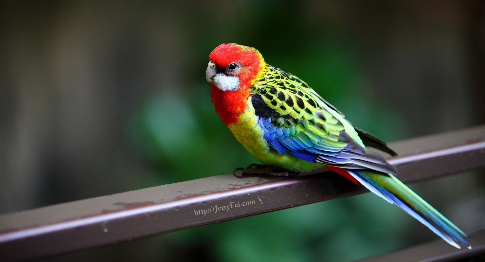 Pretty Eastern rosella