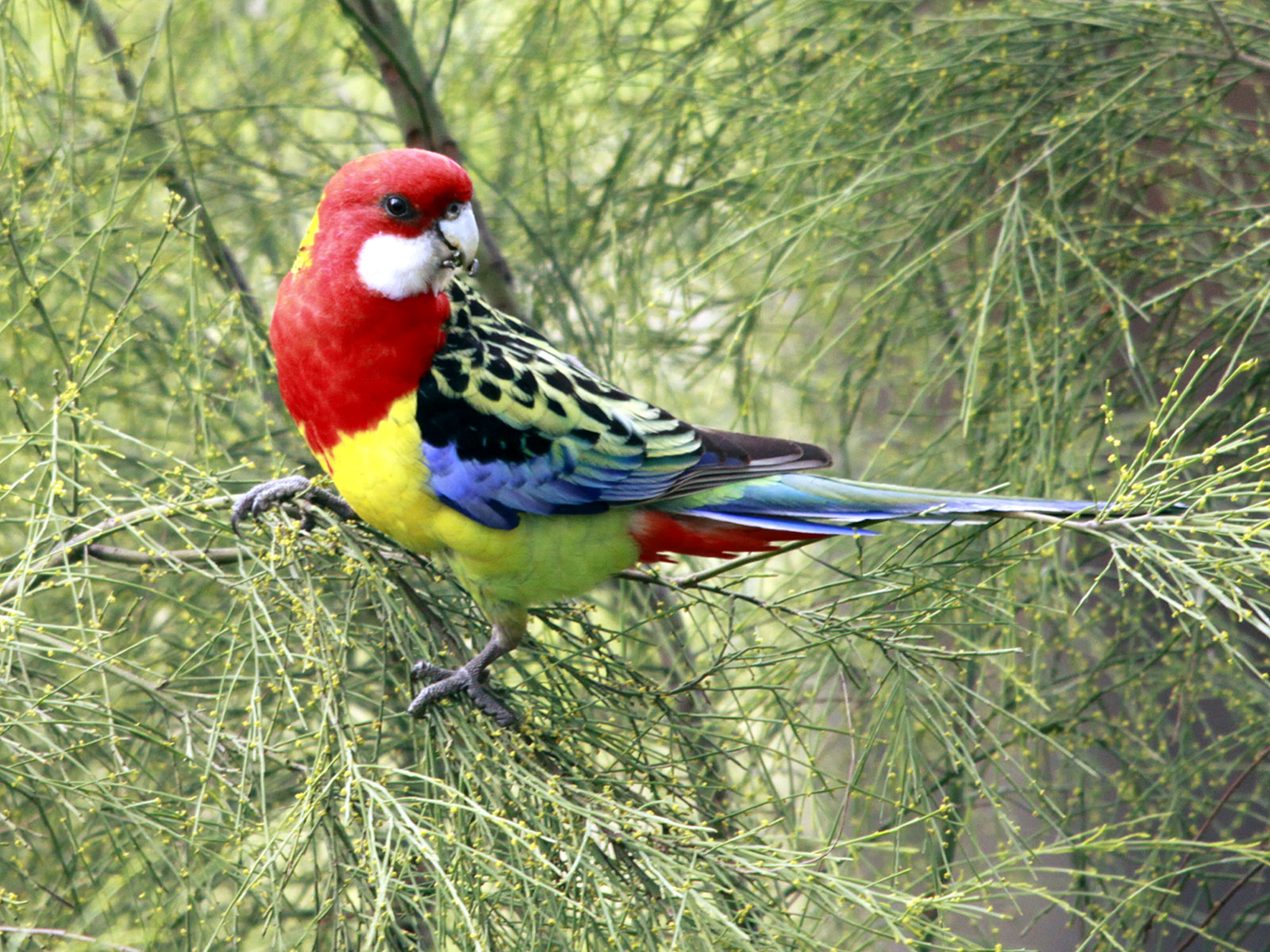 Pretty Eastern rosella