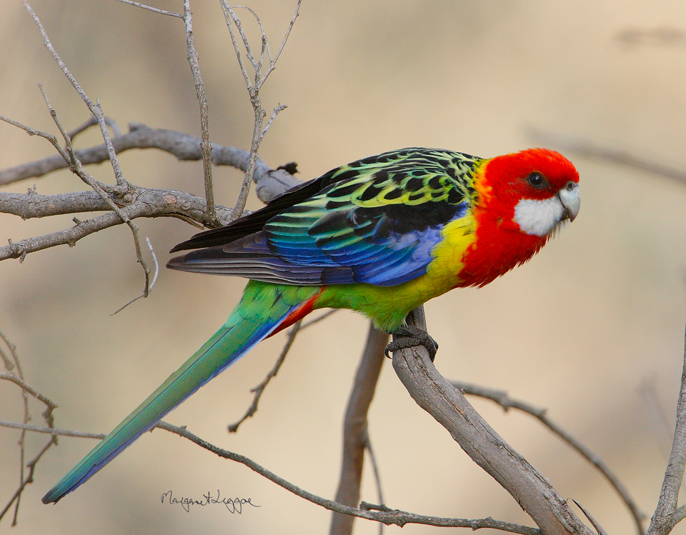 Pretty Eastern rosella