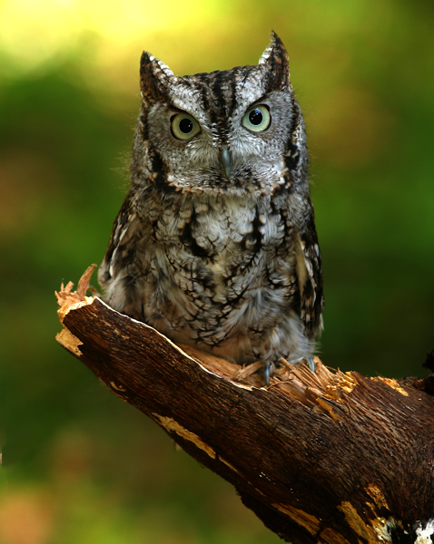 Eastern screech-owl