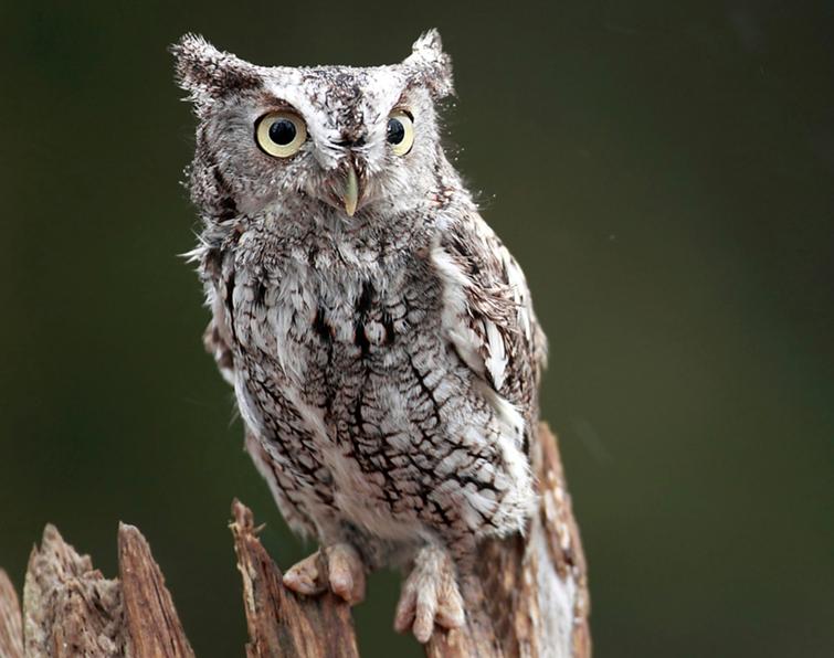 Pretty Eastern screech-owl