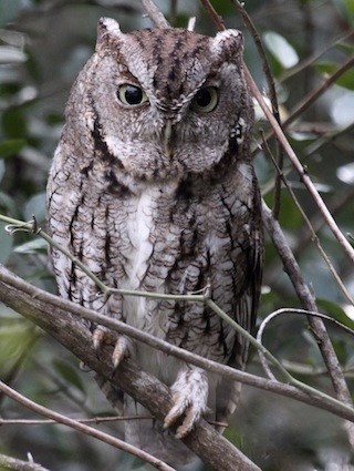 Pretty Eastern screech-owl
