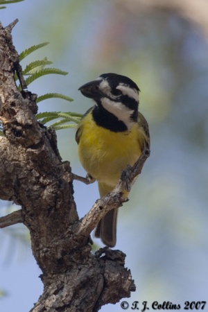 Eastern shrike-tit