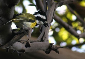 Pretty Eastern shrike-tit