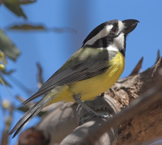 Pretty Eastern shrike-tit