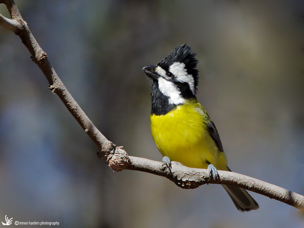 Pretty Eastern shrike-tit