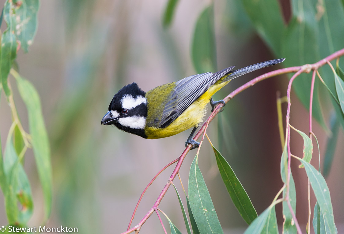 Pretty Eastern shrike-tit