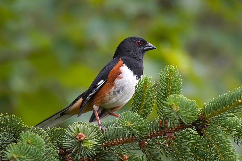 Eastern towhee