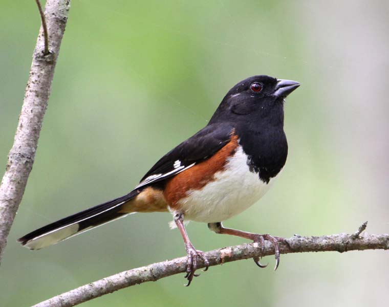 Pretty Eastern towhee