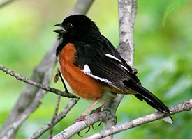 Pretty Eastern towhee