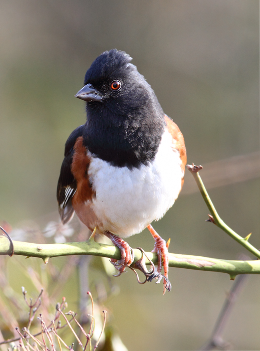 Pretty Eastern towhee