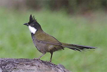 Eastern whipbird