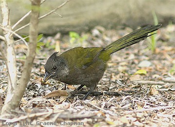 Pretty Eastern whipbird