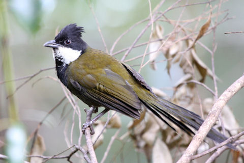Pretty Eastern whipbird
