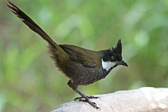 Pretty Eastern whipbird