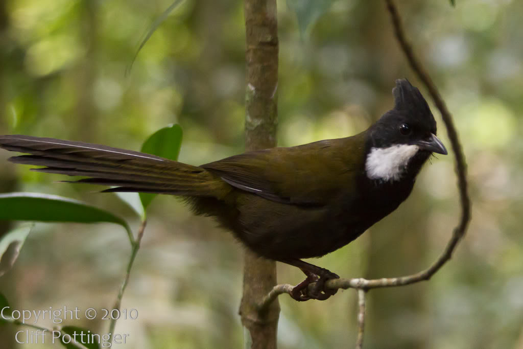 Pretty Eastern whipbird