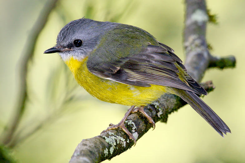 Eastern yellow robin
