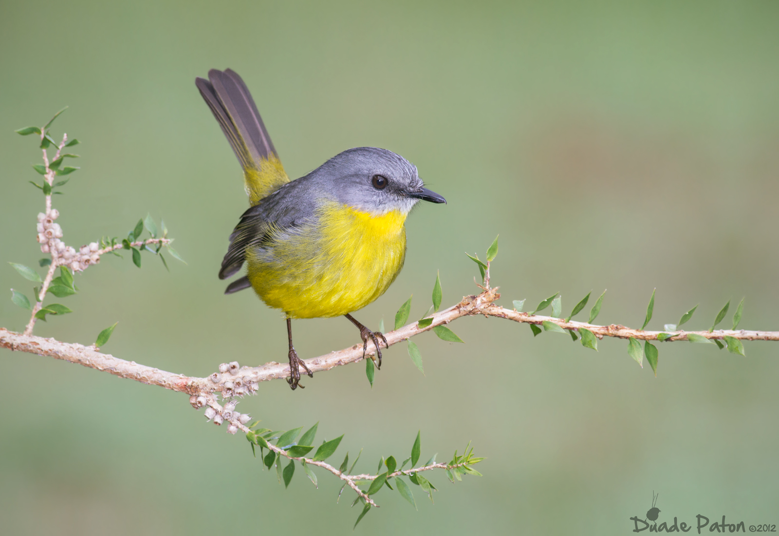Pretty Eastern yellow robin