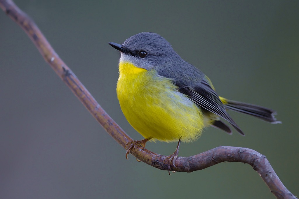 Pretty Eastern yellow robin