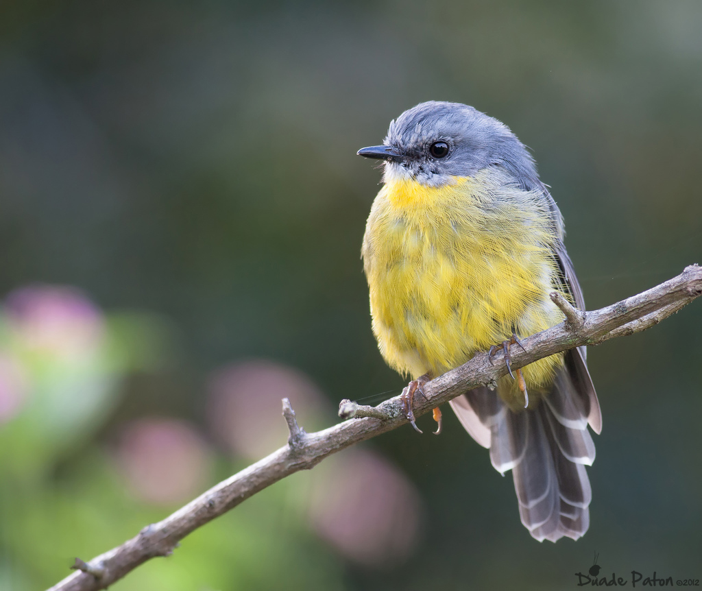 Pretty Eastern yellow robin