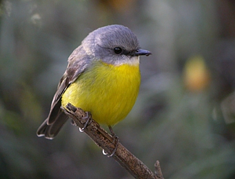 Pretty Eastern yellow robin