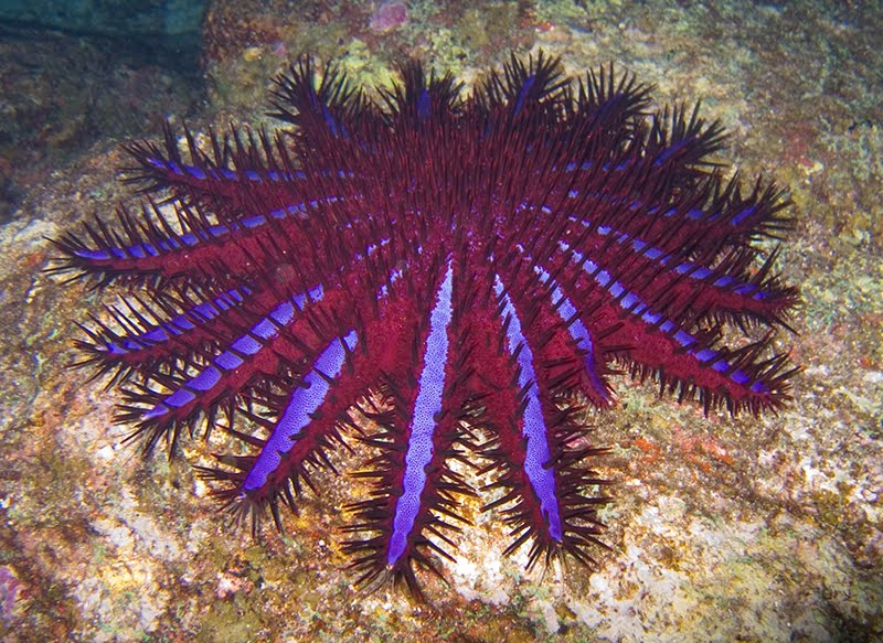 Nice Echinoderms