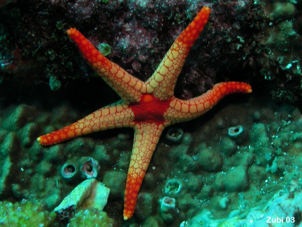 Cute Echinoderms