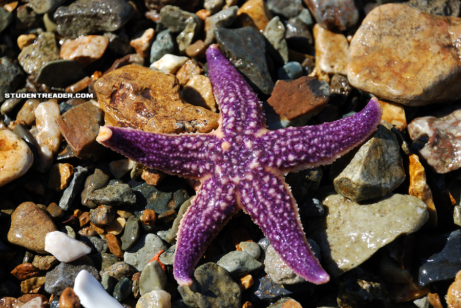 Wallpaper Echinoderms