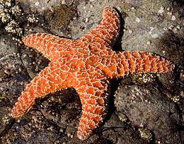 Echinoderms wallpaper