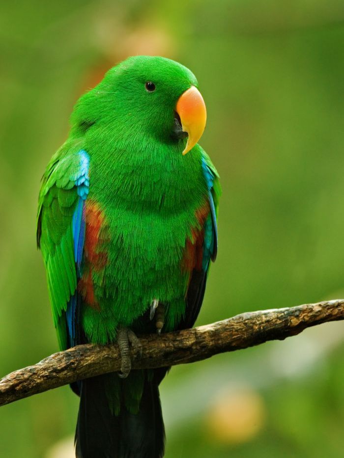 Eclectus parrot