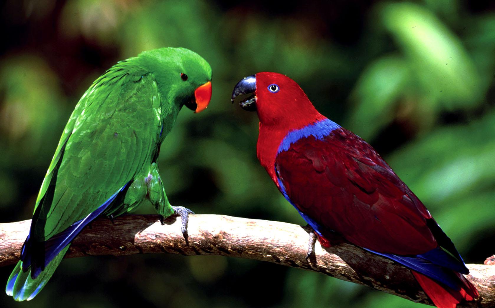 Pretty Eclectus parrot