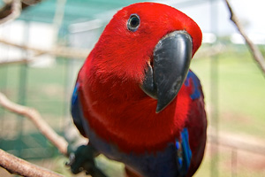 Pretty Eclectus parrot