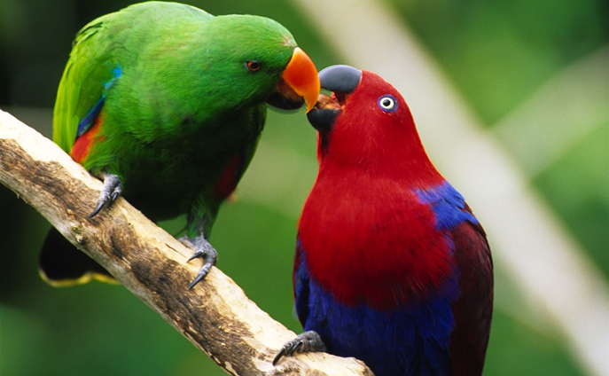 Pretty Eclectus parrot