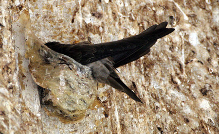 Edible-nest swiftlet