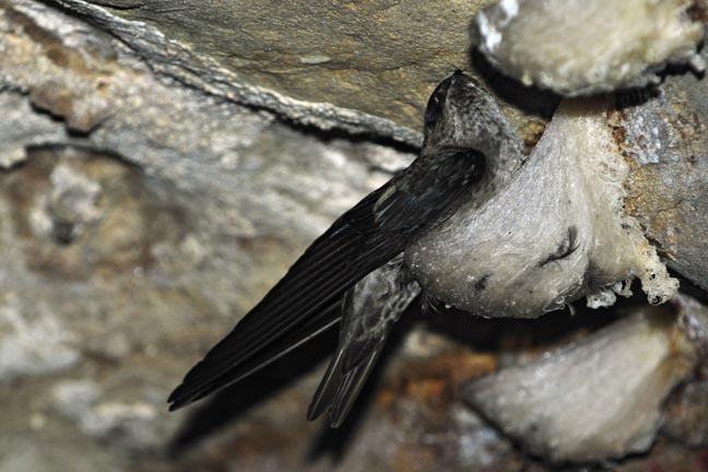 Pretty Edible-nest swiftlet