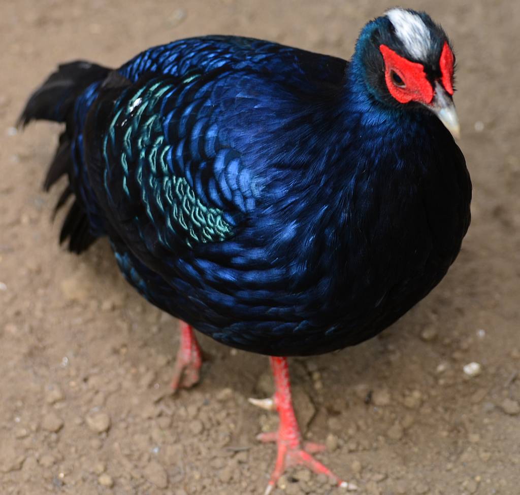 Edwards’s pheasant